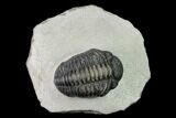 Pedinopariops Trilobite - Mrakib, Morocco #154369-1